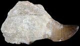 Rooted Mosasaur (Halisaurus?) Tooth #43183-1